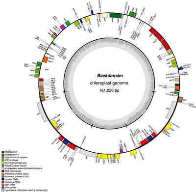 The complete chloroplast genome of Hibiscus syriacus using long-read sequencing: Comparative analysis to examine the evolution of the tribe Hibisceae